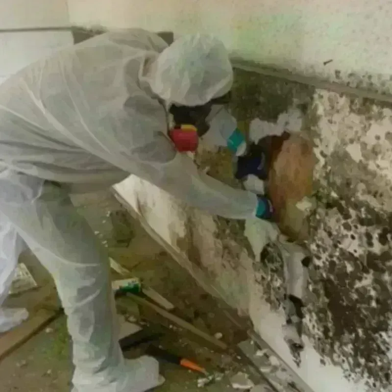 Mold Remediation and Removal in Mount Carmel, OH